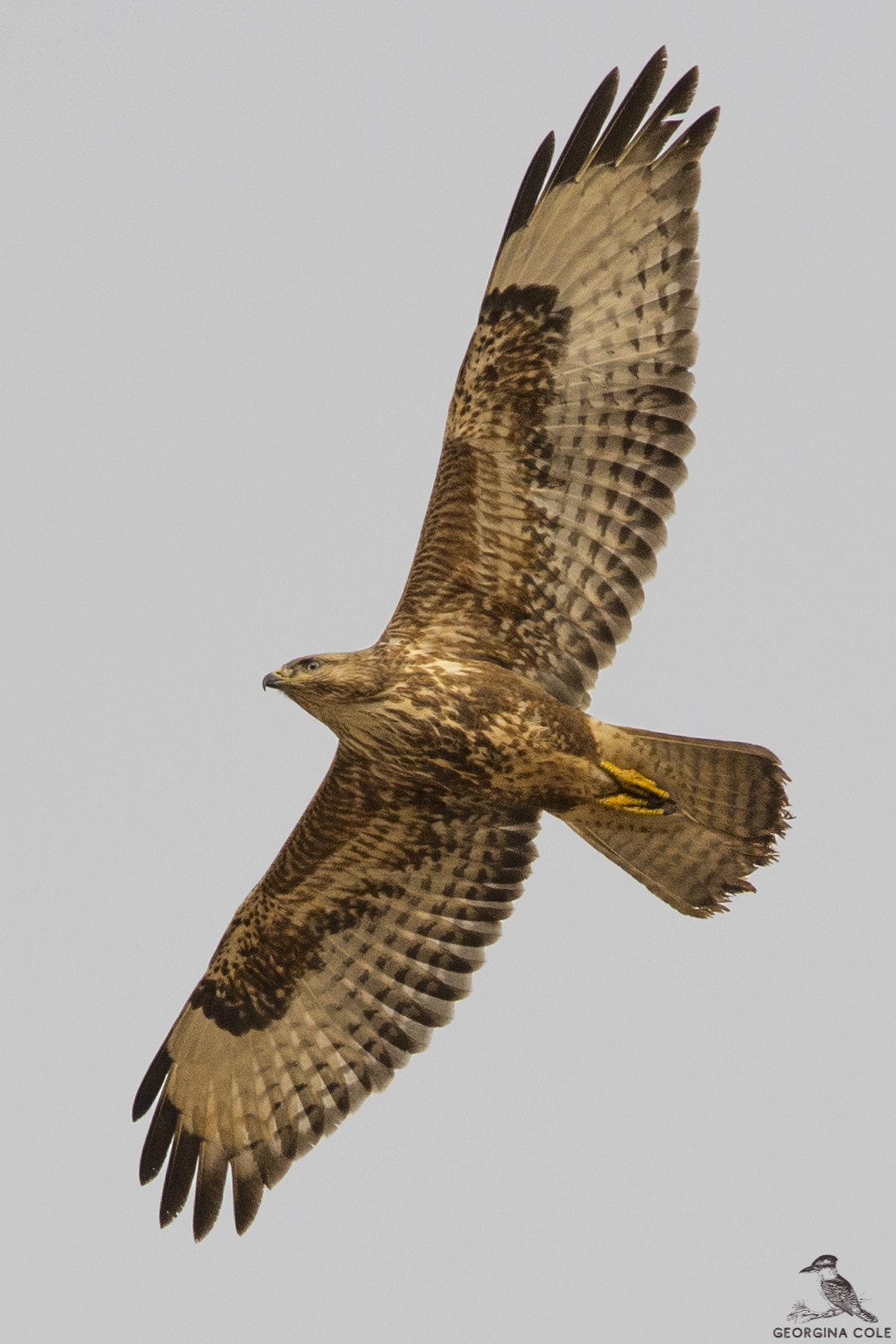 image Common Buzzard (Steppe)